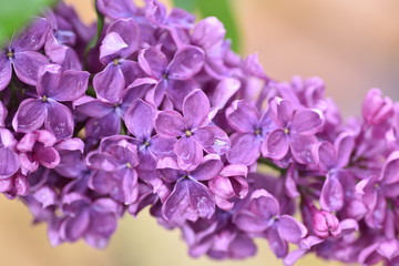Flieder, Frühling, lila, violett, Blütezeit