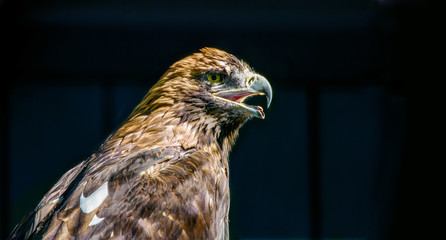 large bird of prey