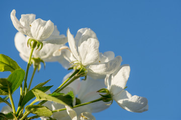 Branches of apple-tree with white flowers against a blue spring sky
