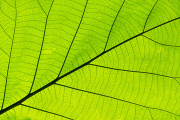 Fototapeta na wymiar Closeup nature green leaf texture for abstract background