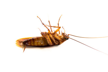 Closeup lie supine cockroach dead isolate on white background