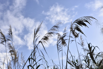 Obraz premium Oat and cereal branches with sky and clouds