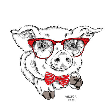 Image Portrait pig in the cravat and with glasses. Vector illustration.