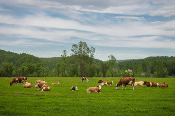 a herd of cows grazing and some lie and rest on a green meadow