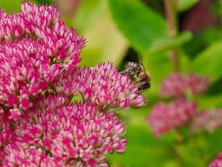 Bee on Sedum Flower 