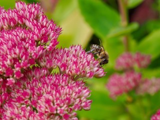 Bee on Sedum Flower 