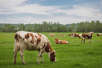 a herd of cows grazing on a green meadow