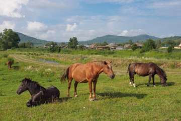 Naklejka na ściany i meble horses are grazing and resting in a meadow near the village