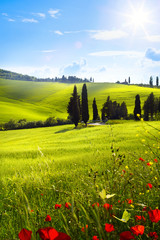 village in tuscany; Italy countryside landscape with red poppy flowers and Tuscany rolling hills ;...
