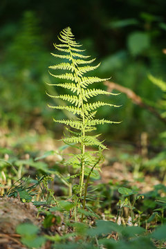 Green blossoming fern in the forest