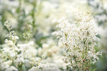 Close up of Filipendula ulmaria