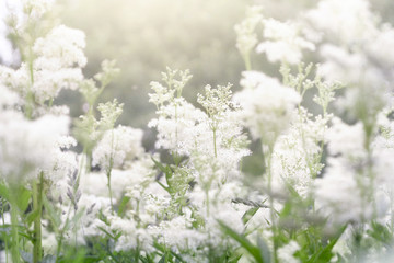 Fototapeta premium Close up of Filipendula ulmaria