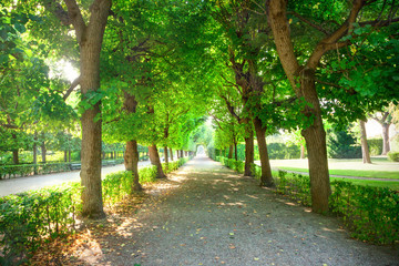 Fototapeta premium Summer in the park