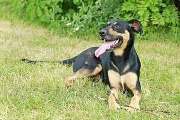 Portrait of cute young mixed breed dog, black and brown color, lying on grass in a park on a sunny summer day, pink tongue sticking out, green bush background