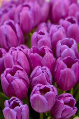 Fototapeta premium Close-up violet tulips flowers