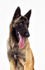Belgian Shepherd Malinois Looking Over White Background