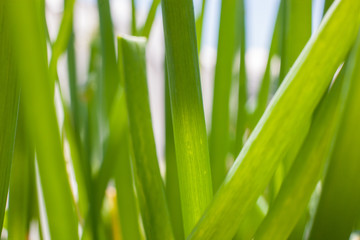 Fresh green onion leaves close-up in sunlight