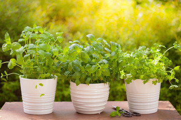 fresh basil parsley mint herbs in garden