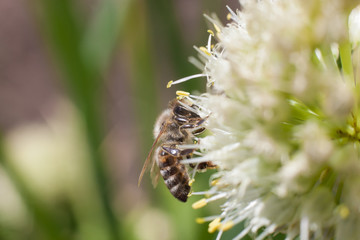 The bee collects pollen from a blossoming white garlic flower