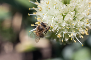 The bee collects pollen from a blossoming white garlic flower