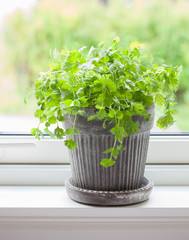 fresh cilantro herb in pot