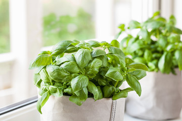 fresh basil herb in paper bag pot