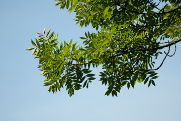 Esche, teilweise mit Fruchtständen