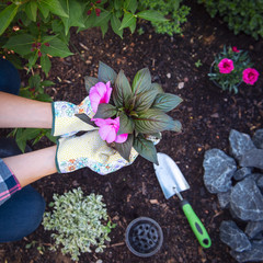 Female gardener holding a flowering plant ready to be planted in her garden. Gardening concept....