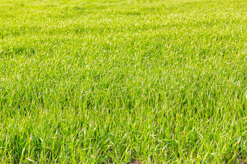Green shoots of winter wheat in the field