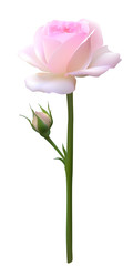 Rose flower. Floral background. Flower. Flower pattern. Petals. Bud. Pink. Isolated. Vector illustration.