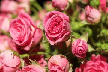 bouquet of pink roses with green leaves close-up