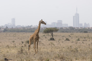 Giraffe vor Nairobi