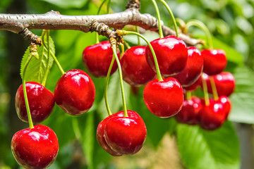  Berries of a cherry on a branch in the orchard