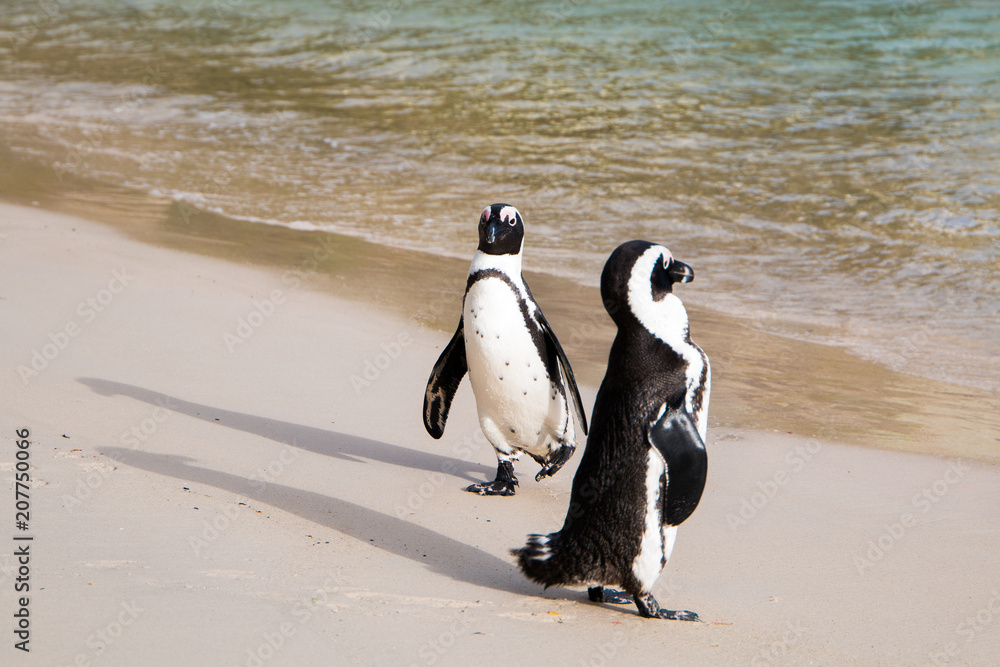 Wall mural Two Jackass penguins on the beach with ocean in background. One walking and one standing still.