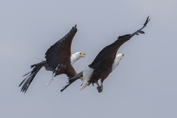 Luftkampf der Seeadler