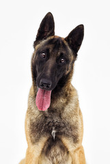 portrait Belgian shepherd malinois looking at white background