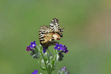 Zerynthia cerisy. Allancastria cerisyi, the eastern festoon butterfly. Beautiful colorful butterfly...