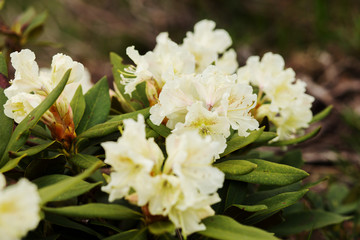 Beautiful white rhododendron flowers closeup