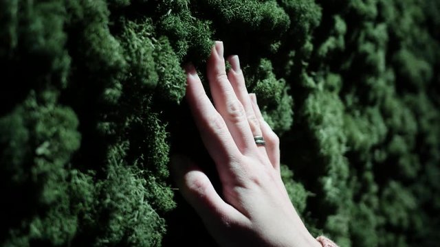 The female hand feels touches the moss, growing on the wall