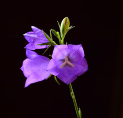 Campanula violet macro