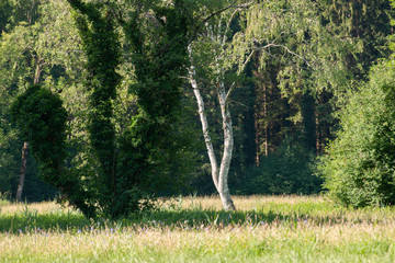 Obraz premium Bäume und Sträucher im Frühjahr