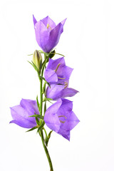 Campanula blue spring flowers