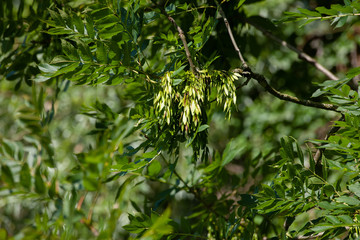 Esche, teilweise mit Fruchtständen