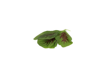 Chinese red spinach (klaroen) leaves