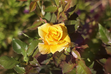 Yellow rose close-up. Flowers in the garden