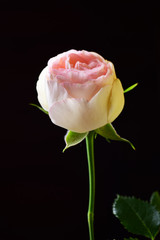 Obraz premium Pink rose on black close-up
