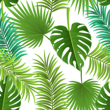 Seamless palm leaf pattern with different species. Vector illustration for tropical and summer background design