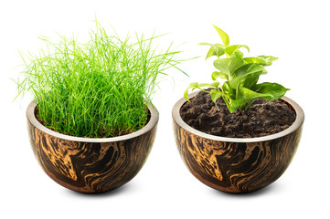Grass and plant in wooden pot