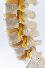 Close-up view of lumabar spine model