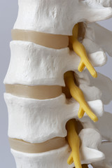 Close-up view of lumabar spine model